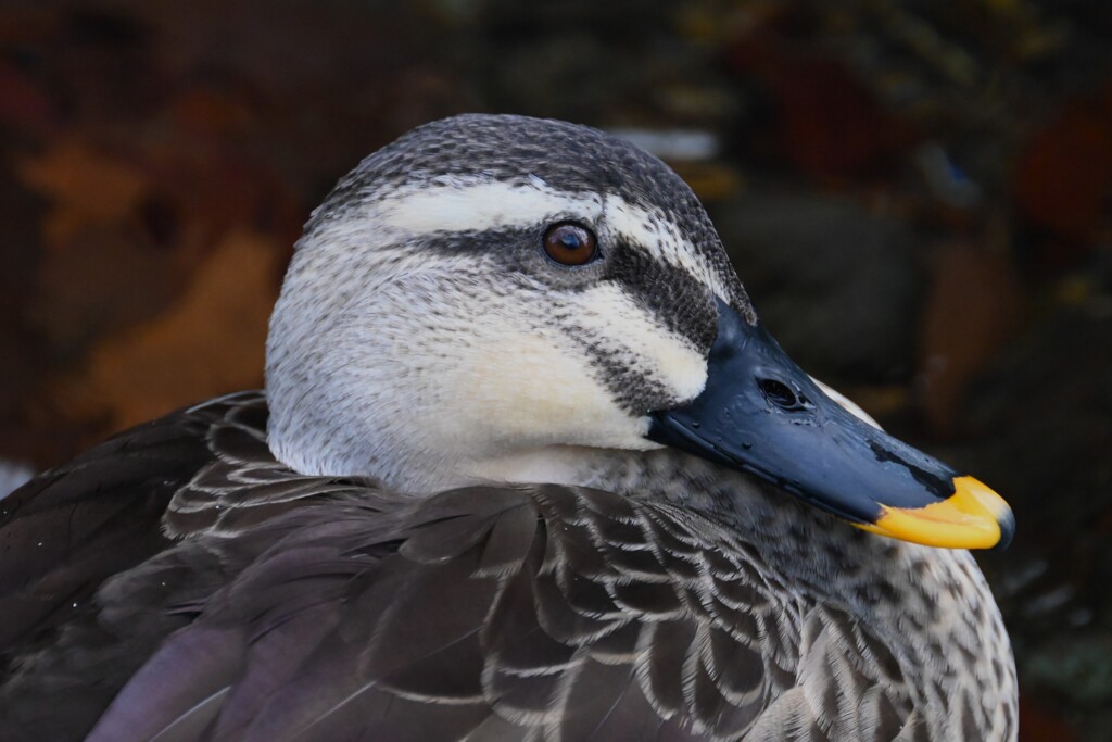 用水路・カルガモ