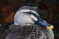 用水路・カルガモ
