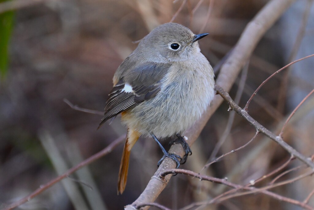 2月22日 (用水路のジョウビタキ♀)