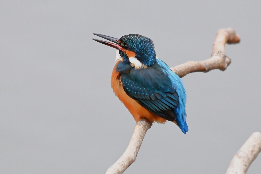 Ｋ川中流域・カワセミ♂若 