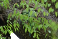 用水路・ワカケホンセイインコ(巣穴から出た2羽、巣の中を覗く)