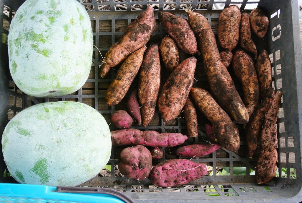 トウガンとサツマイモ