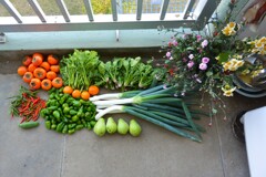 菜園・11月14日の全体収穫