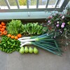 菜園・11月14日の全体収穫