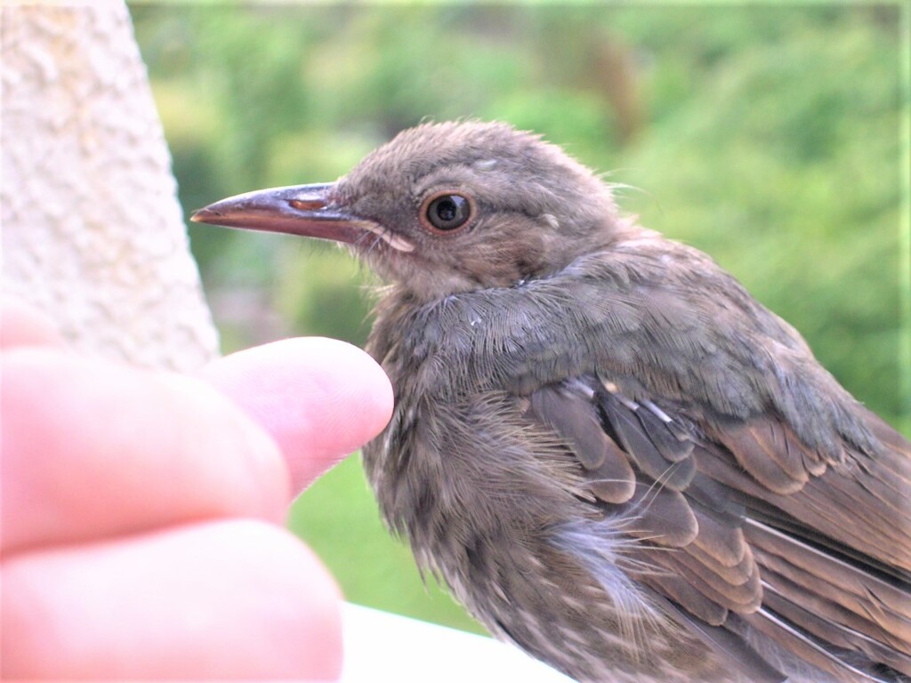 ヒヨドリ雛はベランダのお客さん・・