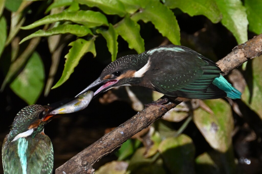 用水路・カワセミひなへの給餌（用水路で初見初撮り）