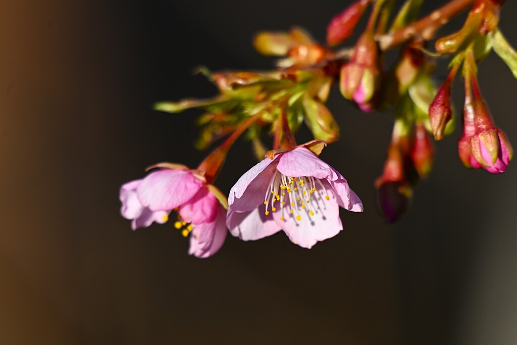 用水路・河津桜花開く