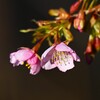 用水路・河津桜花開く