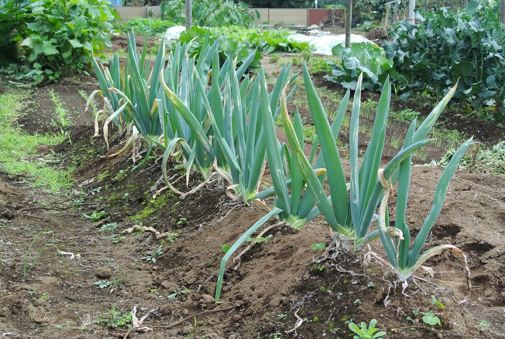 菜園・シモニタネギ（10月22日） 