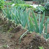 菜園・シモニタネギ（10月22日） 
