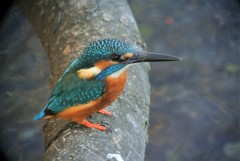 カワセミ・ハイアングル