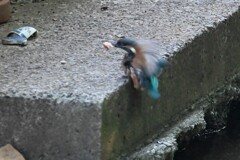 巣穴前岸壁で巣立ったばかりのひな♂、枯葉をくわえて着岸