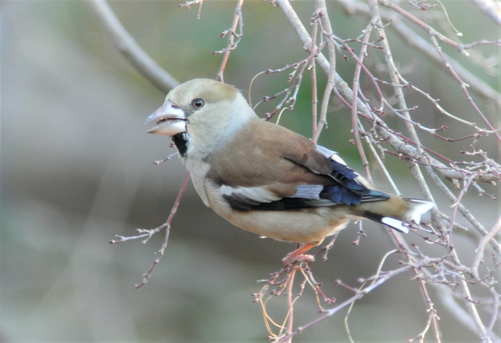 シメ♀