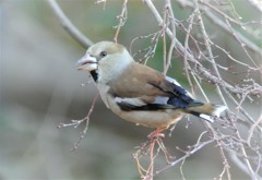 シメ♀