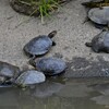 K川・スッポン2匹