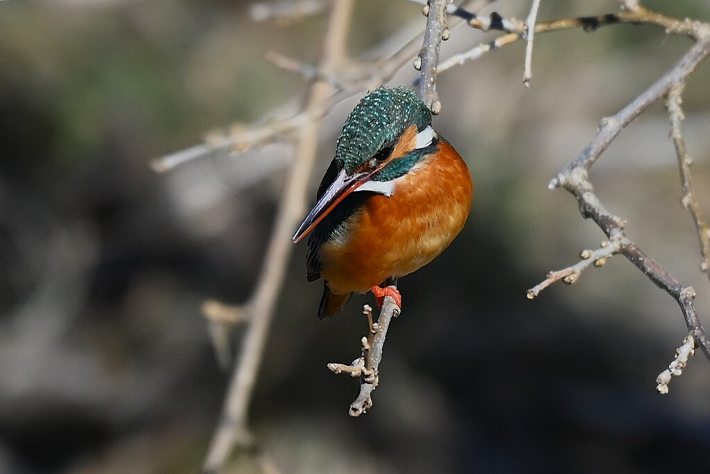 K川中流域・カワセミ♀ 