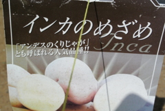 インカノメザメ