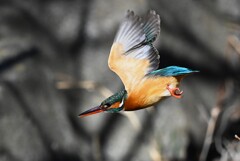K川中流域・カワセミ♀飛び出し