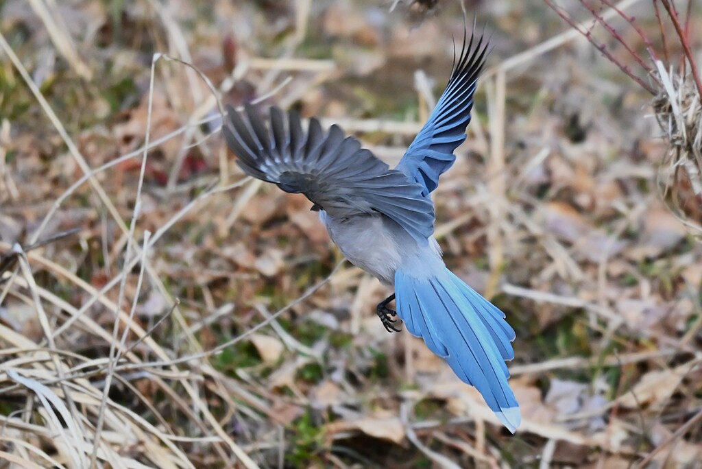 K川中流域・オナガ羽ばたき