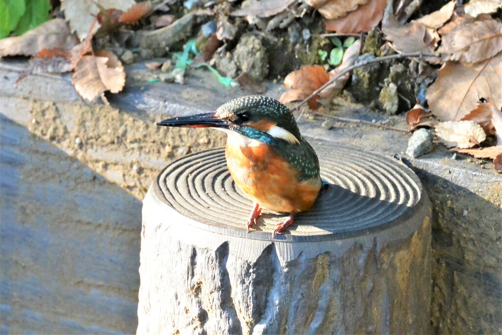 1個体目のカワセミ♀若(まだひなの羽) (1)