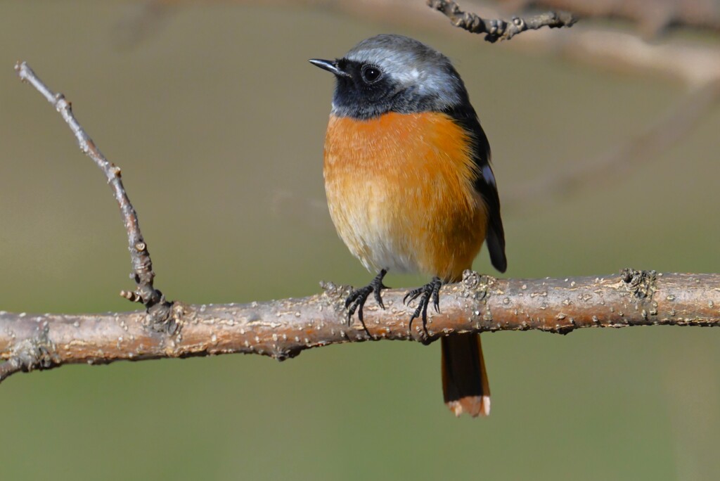 K川・ジョウビタキ♂ 
