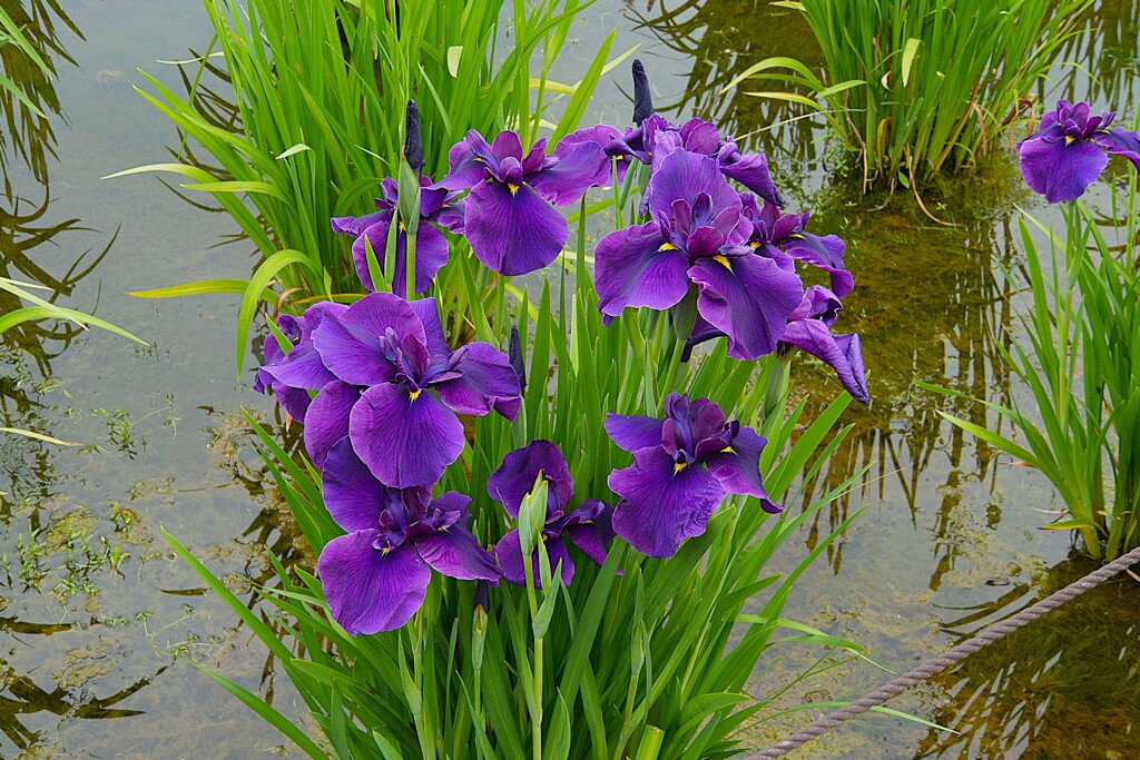 東村山菖蒲まつり・各種花菖蒲 