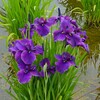東村山菖蒲まつり・各種花菖蒲 