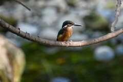 K川・中流域のカワセミ♂若 