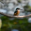 K川・中流域のカワセミ♂若 