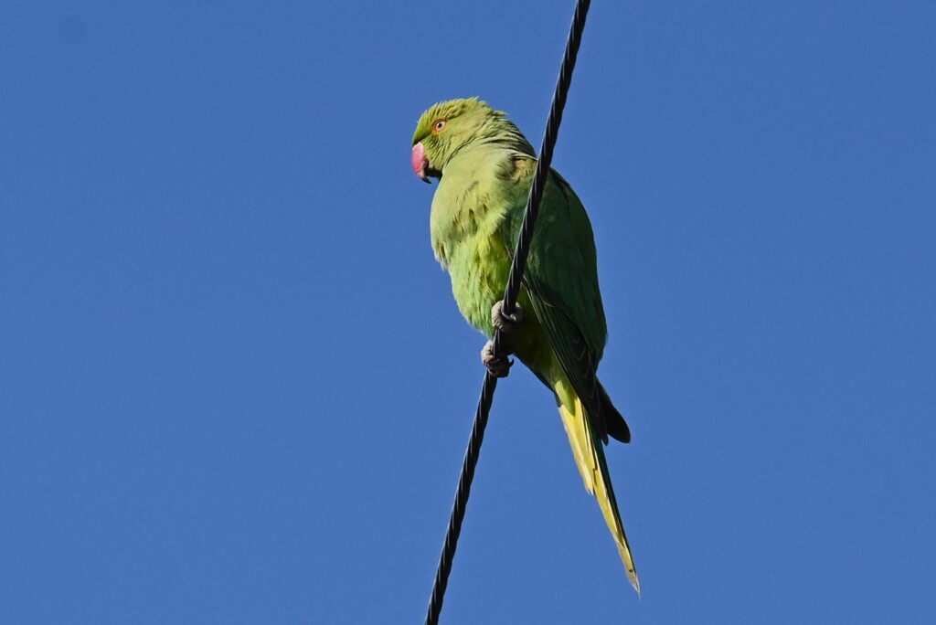 用水路・ワカケホンセイインコ♀
