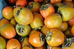 菜園・豪農のお友達から頂いた渋柿