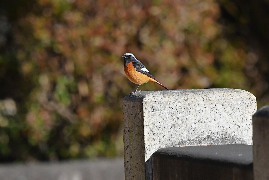 KR園・遠いジョウビタキ♂
