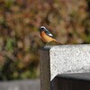 KR園・遠いジョウビタキ♂