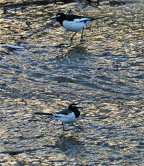 セグロセキレイカップル