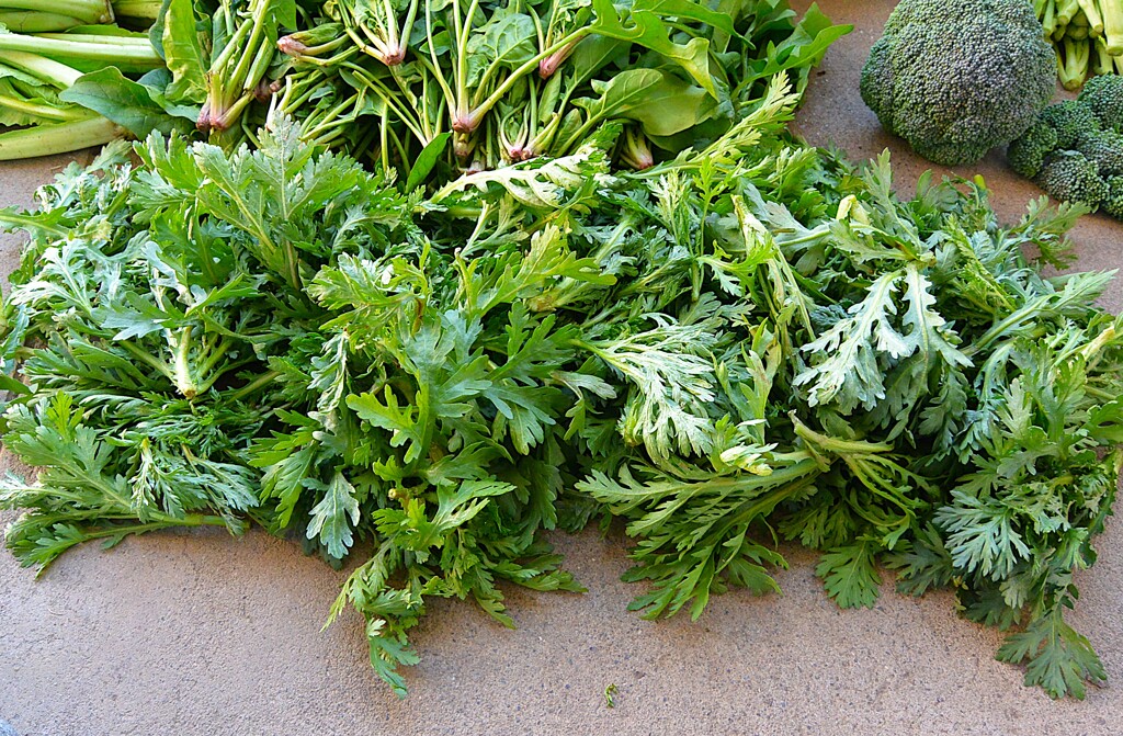 菜園・枯れる前に収穫、シュンギク