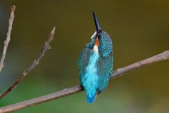 都内S川・カワセミ♂若 