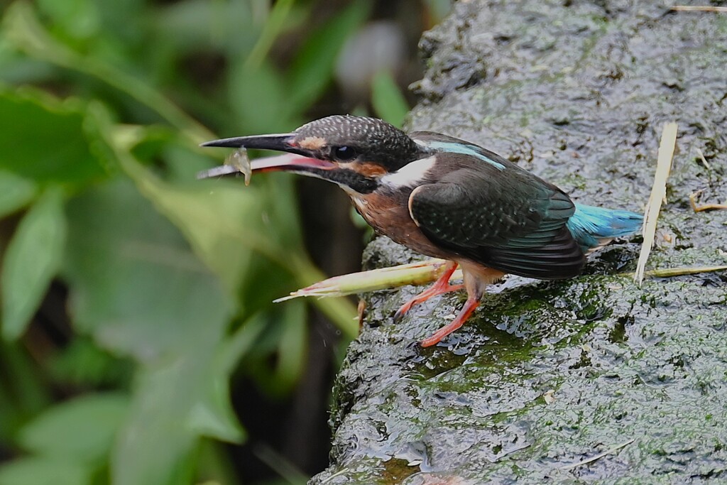 Ｋ川中流域・エビを捕ったカワセミ♂若鳥