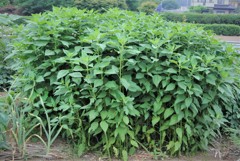 茂りすぎのキクイモ