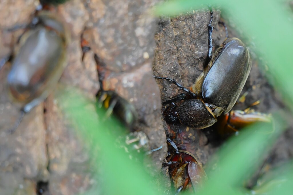 用水路・カブトムシ♀3匹