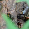 用水路・カブトムシ♀3匹