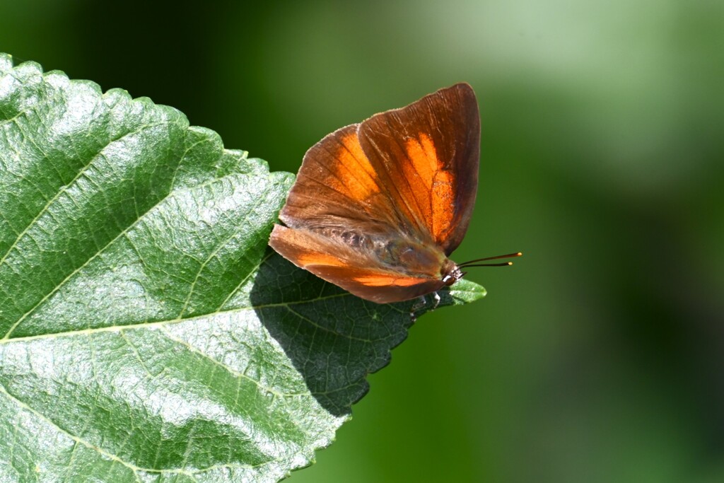 K川・ウラギンシジミ