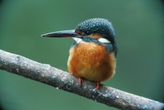 秋・ふくらんだカワセミ♀