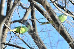 ワカケホンセイインコ・夫婦でカラスに挑む