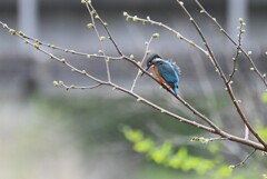 K川・上流のカワセミ♂ 