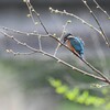 K川・上流のカワセミ♂ 
