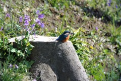 オオアラセイトウとカワセミ♂