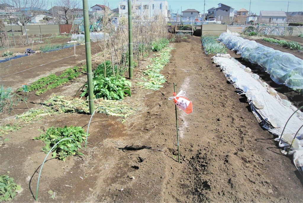 ダンシャク植え込み作業後