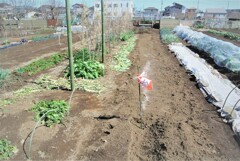 ダンシャク植え込み作業後