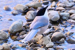 K川中流域・水を飲むオナガ