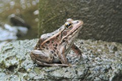 トウキョウダルマガエル.